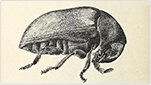 ¿Qué puedo hacer para evitar escarabajos en el tabaco? 